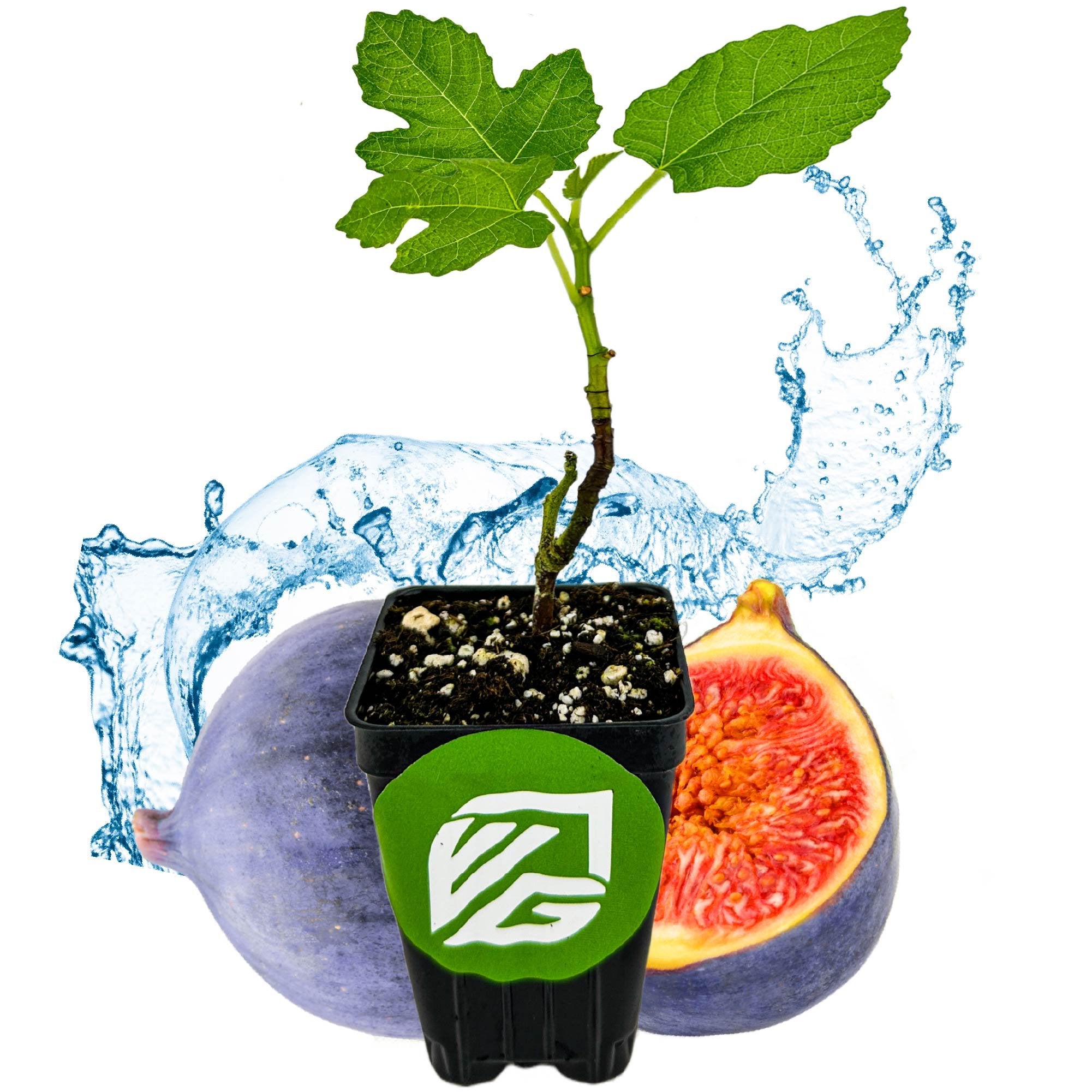 A Wellspring Gardens LSU Purple Fig (Ficus carica) plant with green leaves stands before a splash of water, a whole fig, and a cut-open fig revealing its sweet red interior. This self-pollinating variety is in a pot with a green label and white logo.