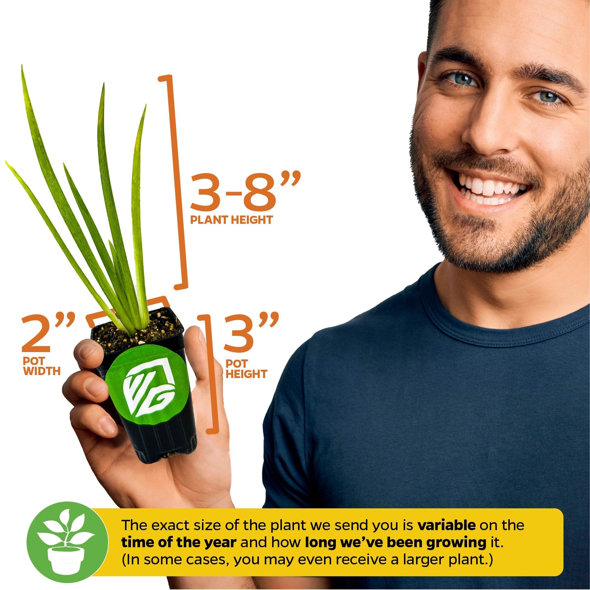 A smiling man holds a Wellspring Gardens Louisiana Purple Iris, a cold hardy bog plant in a small pot. Plant height ranges from 3–8 inches; pot size and plant size may vary by season and growth duration.