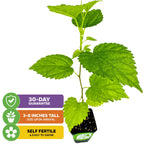 A potted Wellspring Gardens Dwarf Everbearing Black Mulberry Tree (Morus nigra) with edible, serrated leaves is pictured. Colorful text highlights: 30-day guarantee, 3–8" tall at arrival, self-fertile & easy to grow—each with icons.