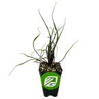 A small black pot with a green Wellspring Gardens logo holds a Flying Squid Elephant Ear (Alocasia plumbae) with long, thin, curly green leaves in a pebble soil mix, set against a white background.