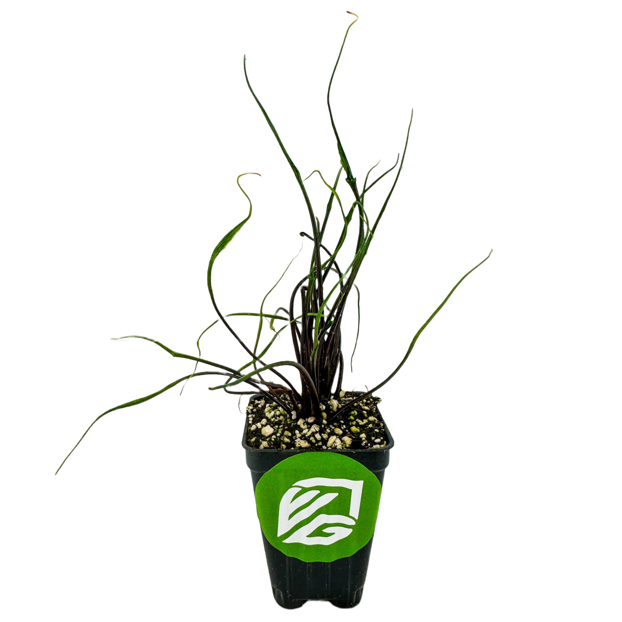 A small black pot with a green Wellspring Gardens logo holds a Flying Squid Elephant Ear (Alocasia plumbae) with long, thin, curly green leaves in a pebble soil mix, set against a white background.