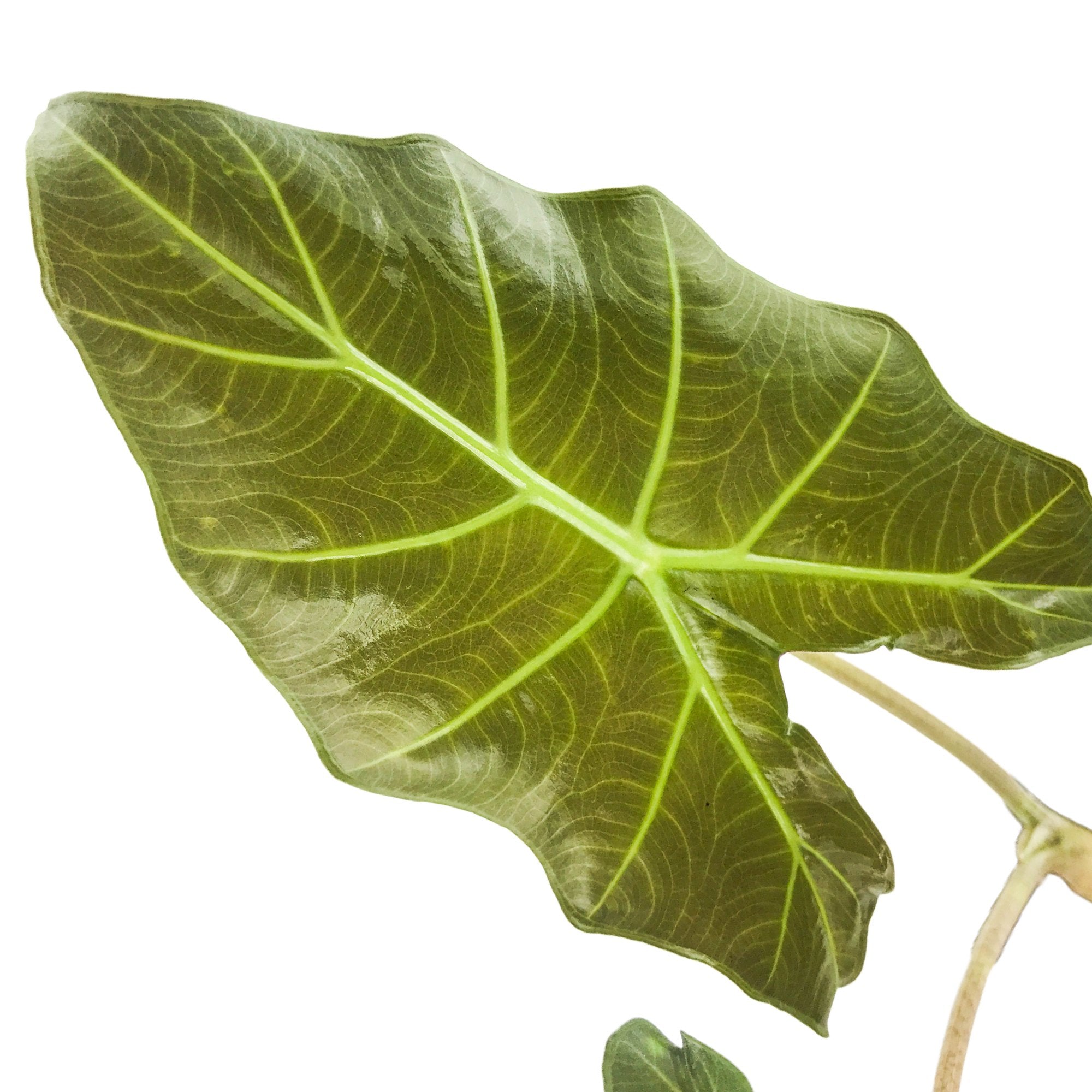 Wellspring Gardens Mayan Mask Elephant Ear - Thumbnail 2