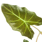 A close-up of a single green Mayan Mask Elephant Ear - Alocasia leaf from Wellspring Gardens with upright leaves and striking light green veins, displayed on a white background.