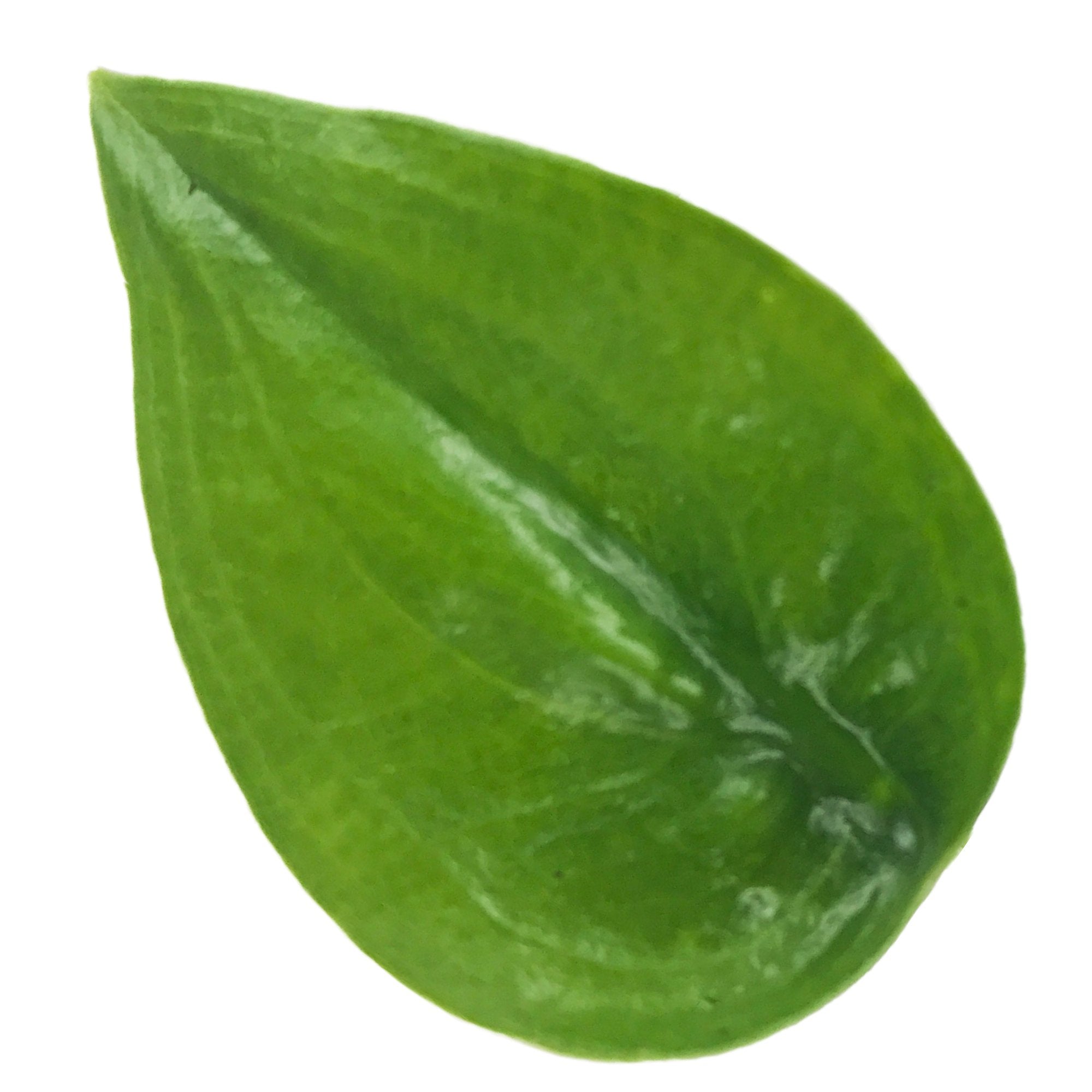 A single, bright green leaf with smooth edges and a central vein from the Tiny Dancer Elephant Ear (Tiny Dancers) – Alocasia by Wellspring Gardens, a whimsical plant that thrives in sun to part sun, photographed on a white background.