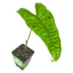 A single green, textured Reticulata Elephant Ear (Alocasia zebrina) leaf with deep veins grows from a small black pot of soil by Wellspring Gardens, isolated on a white background.