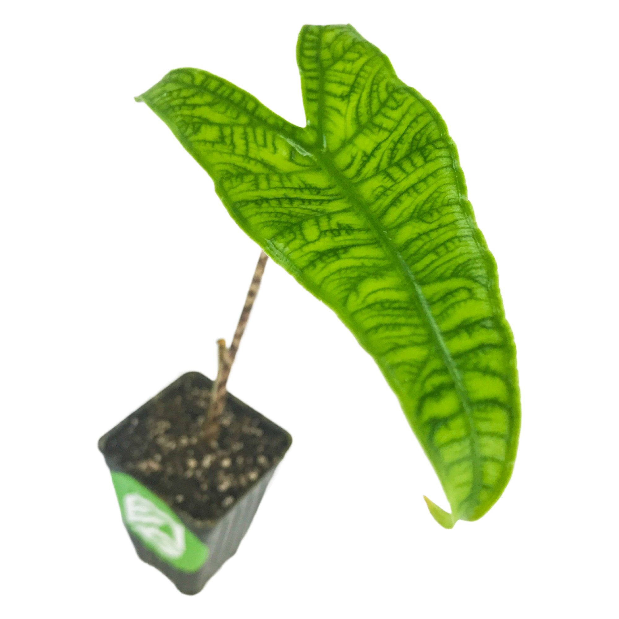 A single green, textured Reticulata Elephant Ear (Alocasia zebrina) leaf with deep veins grows from a small black pot of soil by Wellspring Gardens, isolated on a white background.