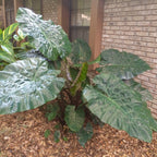 The Wellspring Gardens Metallica Elephant Ear (Alocasia plumbae) features large, glossy dark green leaves and thrives in mulched garden beds near brick houses and windows.
