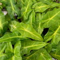 Golden Dragon Elephant Ear - Alocasia