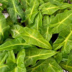 Golden Dragon Elephant Ear - Alocasia