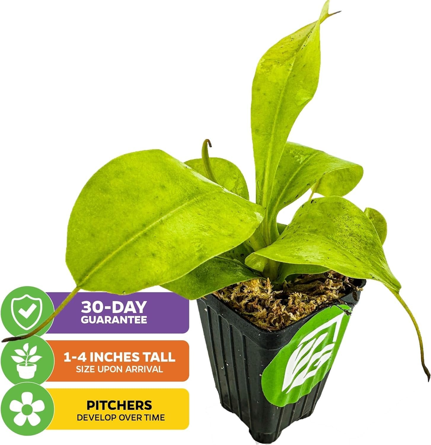 The Wellspring Gardens Lemon Alata Live Carnivorous Pitcher Plant (Nepenthes alata) arrives 1–4 inches tall in a black pot, with broad green leaves on soil. Includes a 30-day guarantee; pitchers will develop over time.