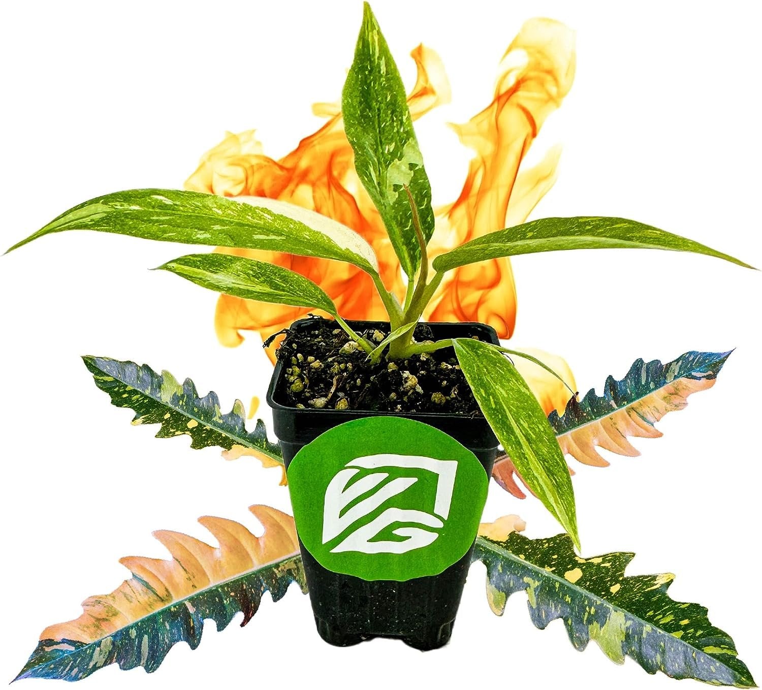 Philodendron 'Ring of Fire' Variegated - Philodendron Wendlandii x P. Tortum