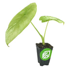 A Silver Giant Elephant Ear (Alocasia baginda) with two large, light green leaves sits in a black Wellspring Gardens pot with a green and white logo, set against a white background—an elegant indoor plant for your space.
