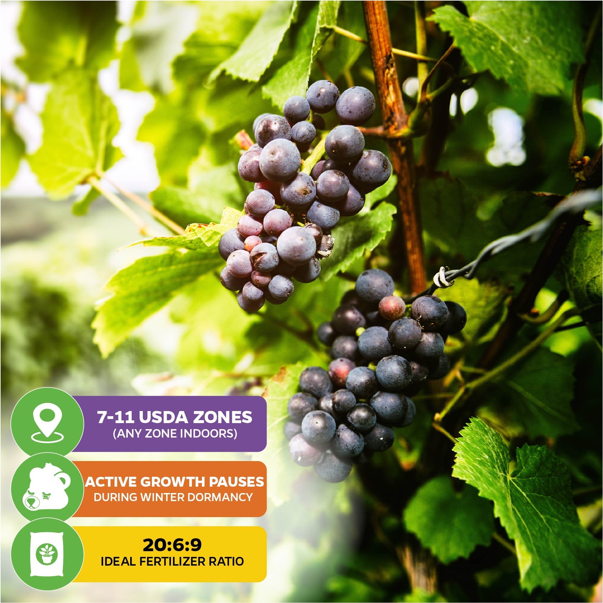 fertilizer for grape plants Southern Home Muscadine Grape