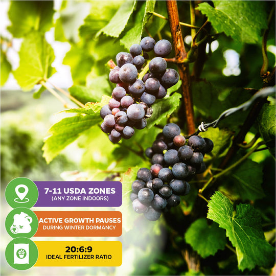 Southern Home Muscadine Grape - Vitis rotundifolia
