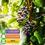 Clusters of dark purple Southern Home Muscadine Grape (Vitis rotundifolia) by Wellspring Gardens hang on green vines. Overlay boxes show USDA zones, winter growth pauses, and a 20:6:9 ideal fertilizer ratio for this variety.