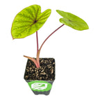 A Wellspring Gardens Sangria Elephant Ear (Colocasia) in a black plastic pot features two green, heart-shaped leaves with bold dark veins and reddish stems, potted in soil and displayed against a white background.
