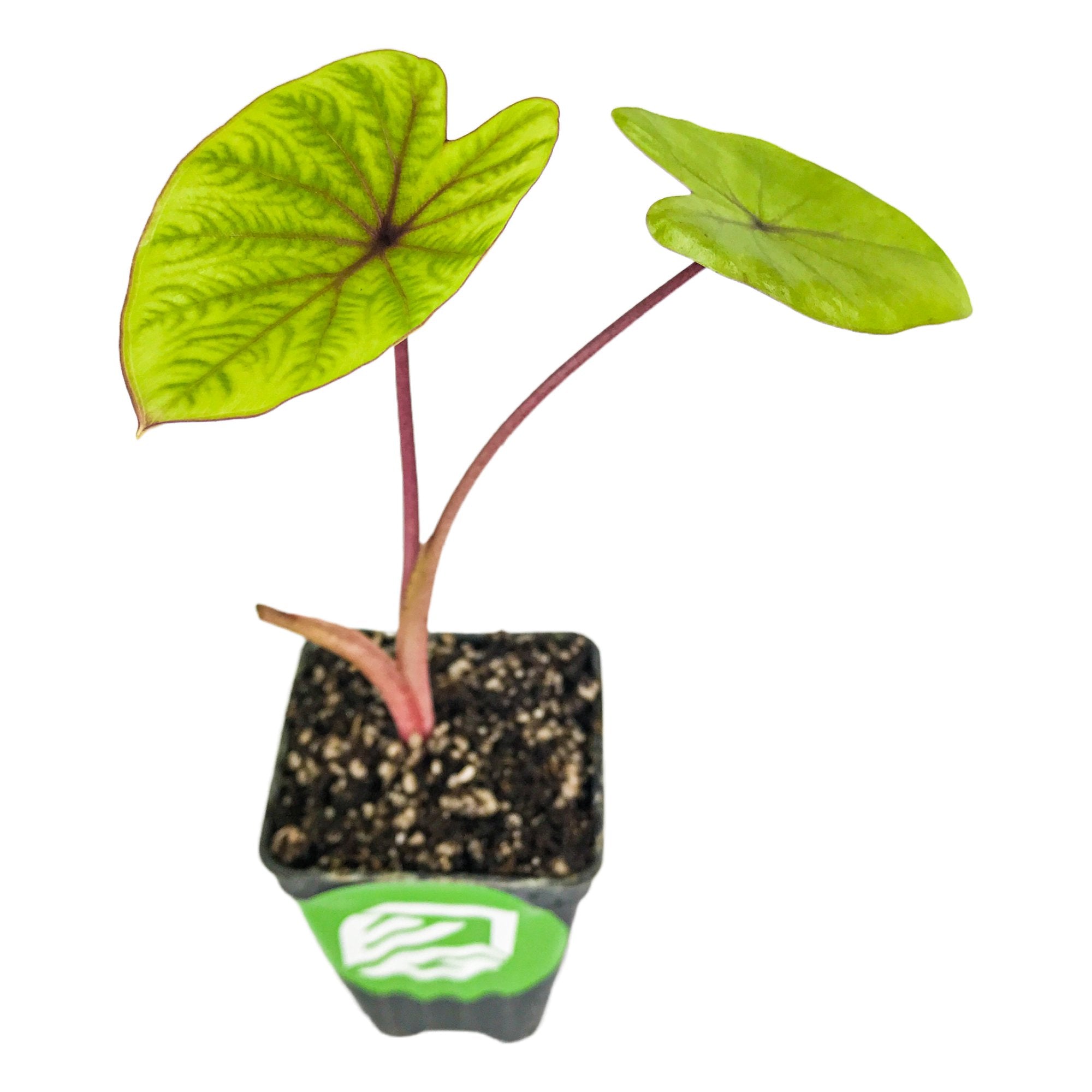A Wellspring Gardens Sangria Elephant Ear (Colocasia) in a black plastic pot features two green, heart-shaped leaves with bold dark veins and reddish stems, potted in soil and displayed against a white background.