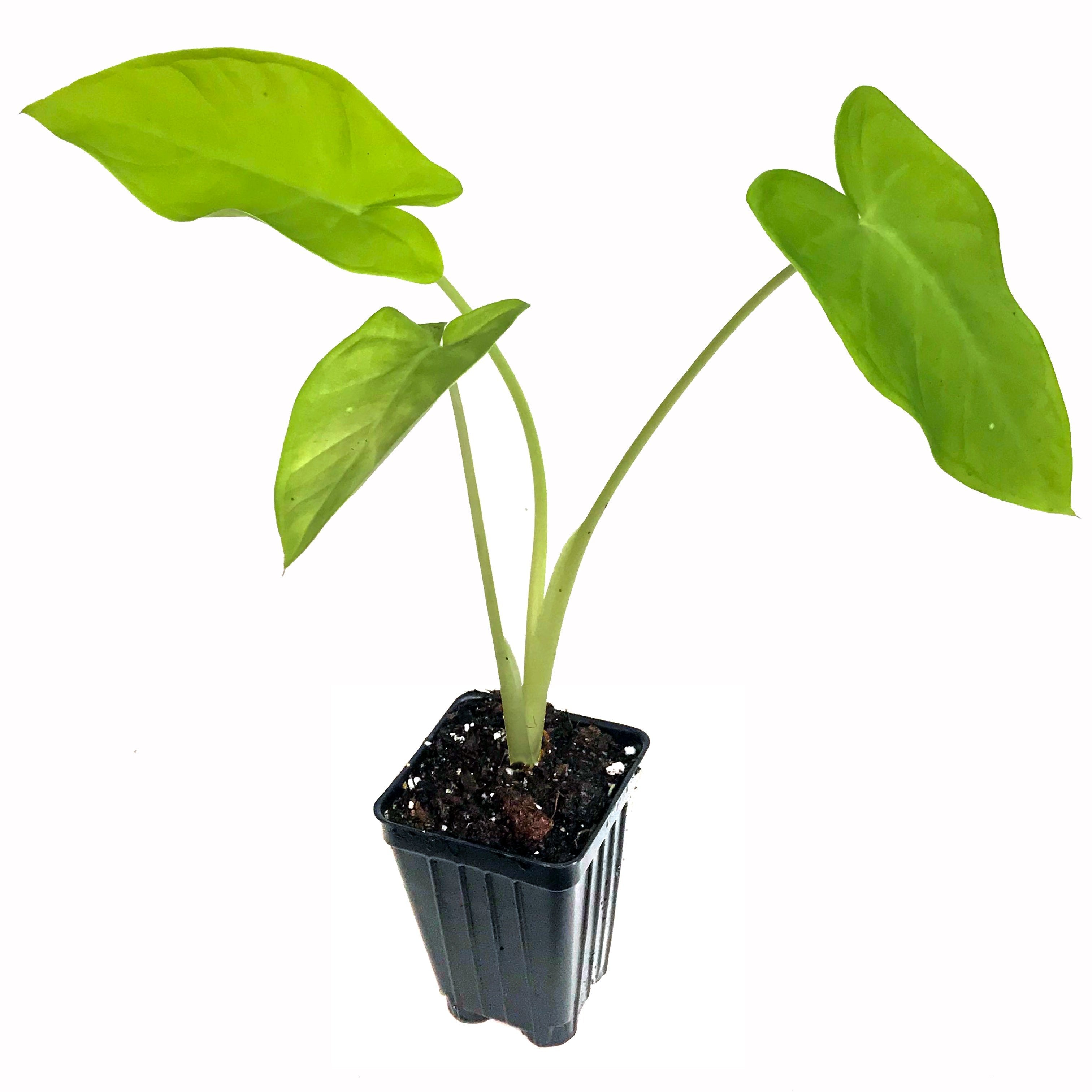 A Wellspring Gardens Lime Zinger Elephant Ear (Xanthosoma aurea) in a black plastic pot features three large, heart-shaped leaves on long stems and is pictured against a white background.