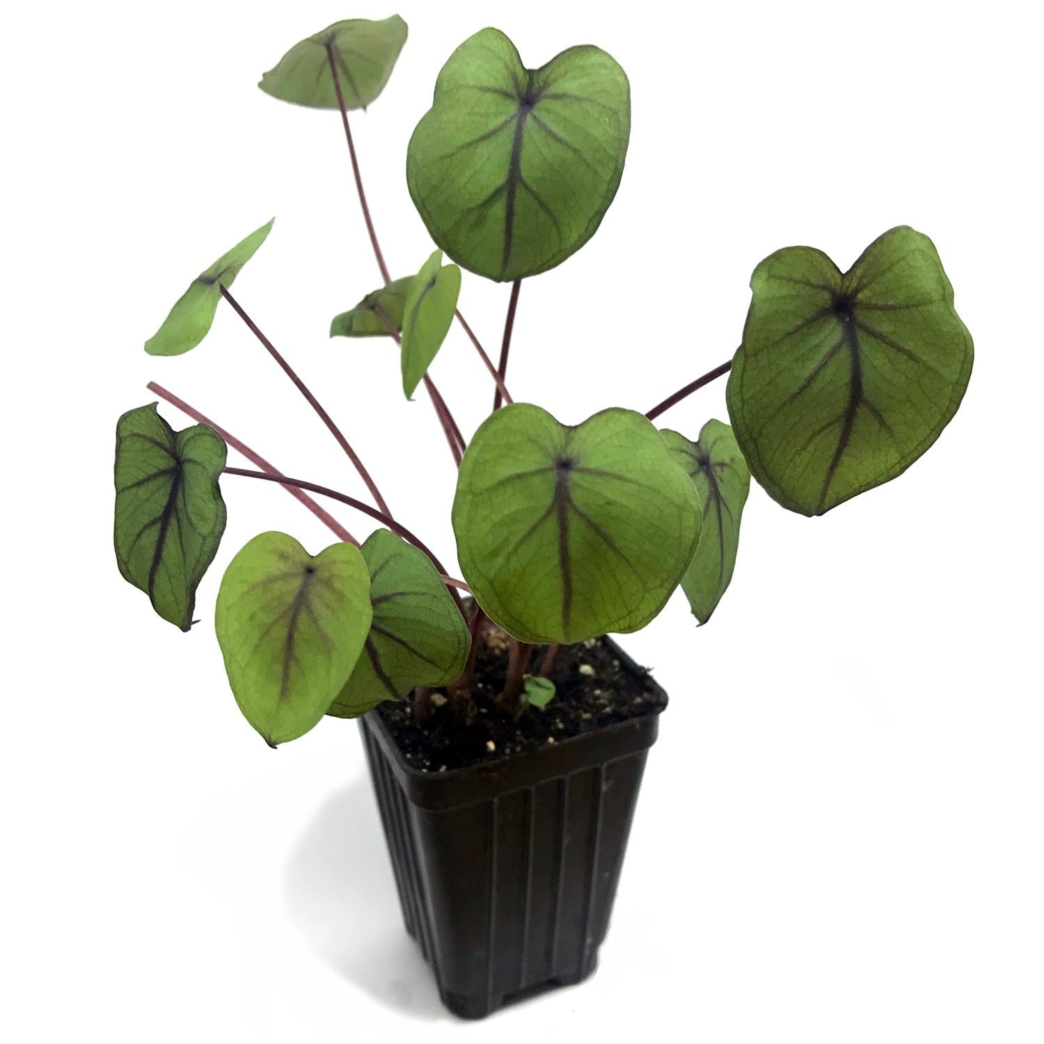 The Wellspring Gardens Dragon Heart Gigante™ Elephant Ear (Colocasia) displays heart-shaped green leaves with dark veins and reddish stems, showcased in a small black plastic pot against a white background.