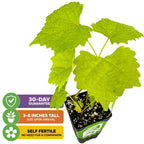 A Wellspring Gardens Carlos Muscadine Grape Vine (Vitis rotundifolia), 3-8" tall on arrival, self-fertile for juice or wine—no companion needed. Features green leaves plus a 30-day guarantee.