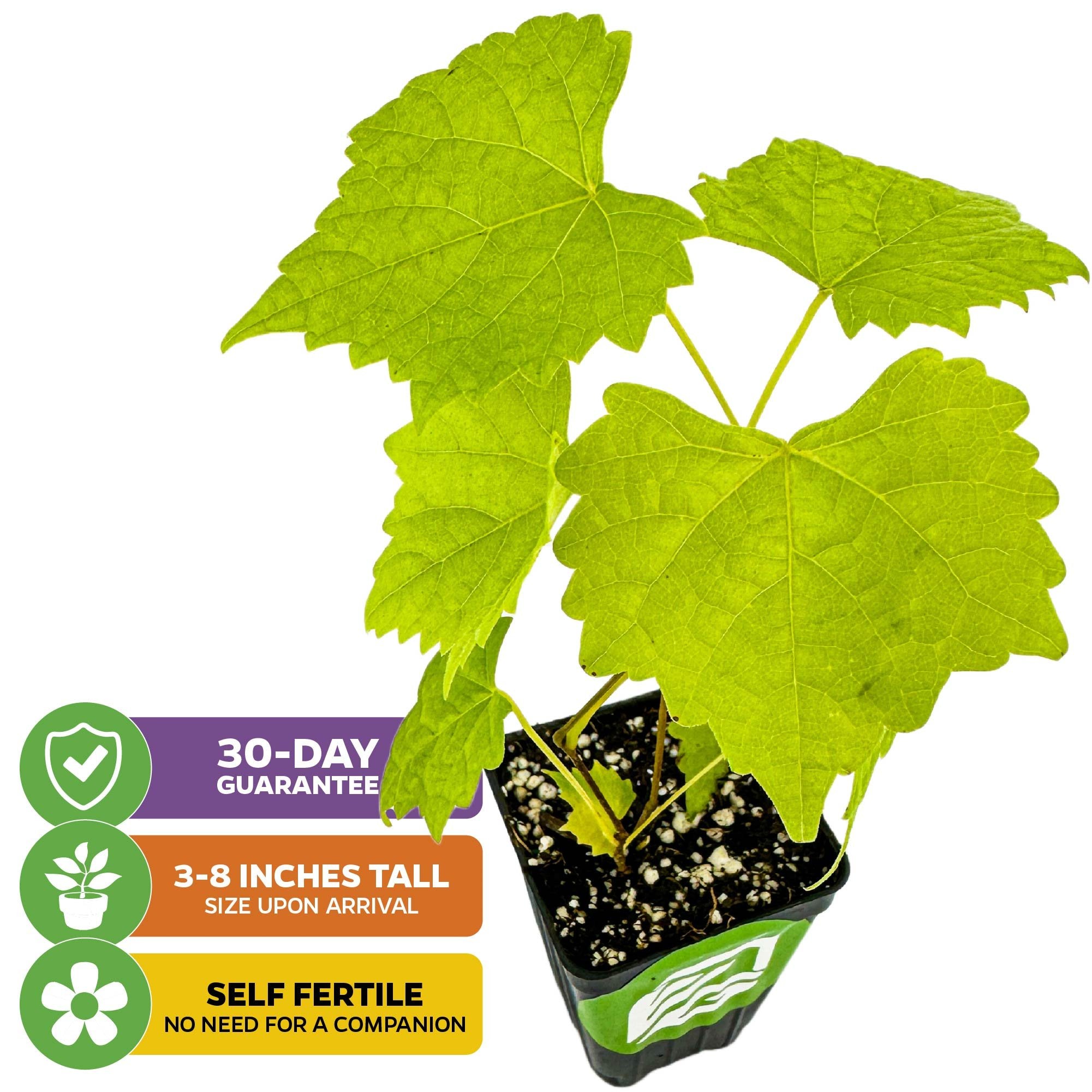 A Wellspring Gardens Carlos Muscadine Grape Vine (Vitis rotundifolia), 3-8" tall on arrival, self-fertile for juice or wine—no companion needed. Features green leaves plus a 30-day guarantee.