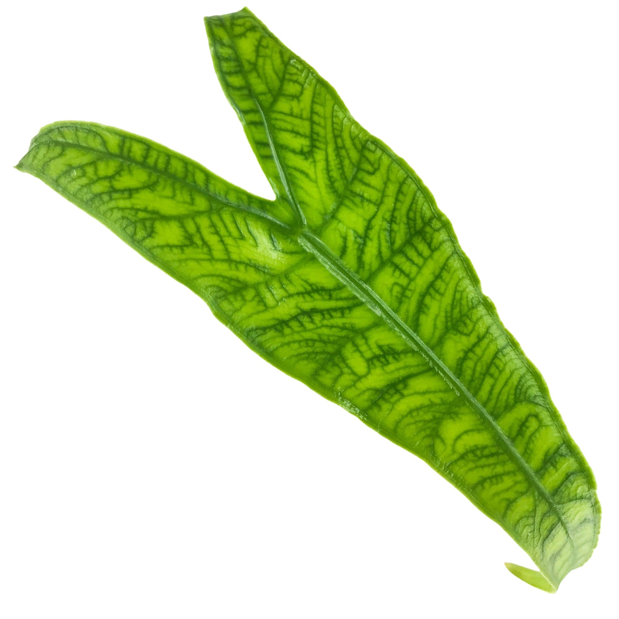 A vibrant green Reticulata Elephant Ear (Alocasia zebrina) leaf by Wellspring Gardens, featuring two main lobes, visible veins, and a textured surface similar to patterned Alocasia leaves, isolated on a white background.
