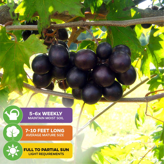 Southern Home Muscadine Grape - Vitis rotundifolia