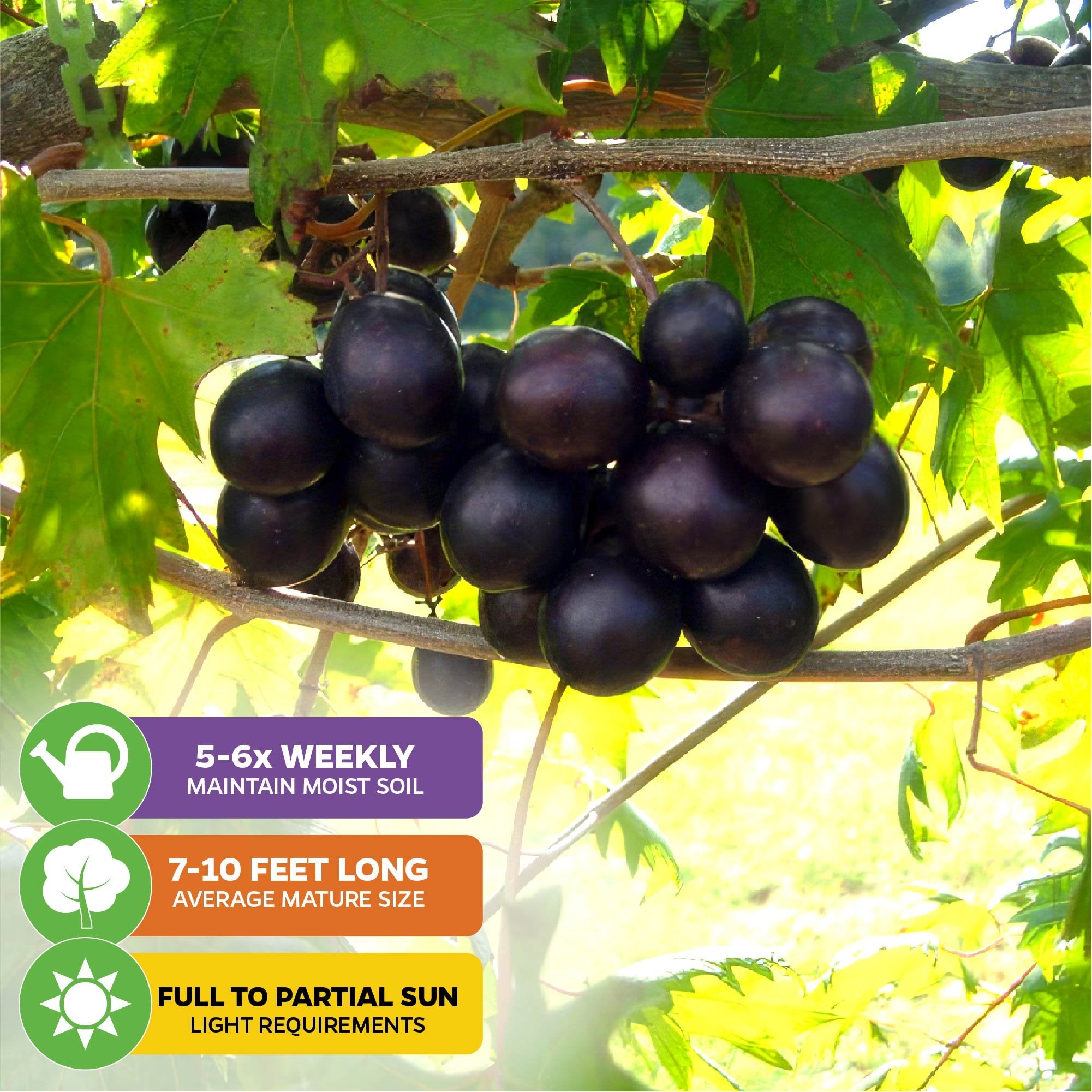 A cluster of dark purple Southern Home Muscadine Grapes (Vitis rotundifolia) from Wellspring Gardens hangs on a vine. Icons indicate it needs watering 5–6 times a week, grows 7–10 ft long, and thrives in full to partial sun.