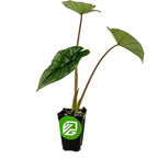 The Platinum Elephant Ear - Alocasia by Wellspring Gardens features three large, green, heart-shaped leaves with long stems in a small black pot with the green and white VG logo, creating a striking look against a white background.