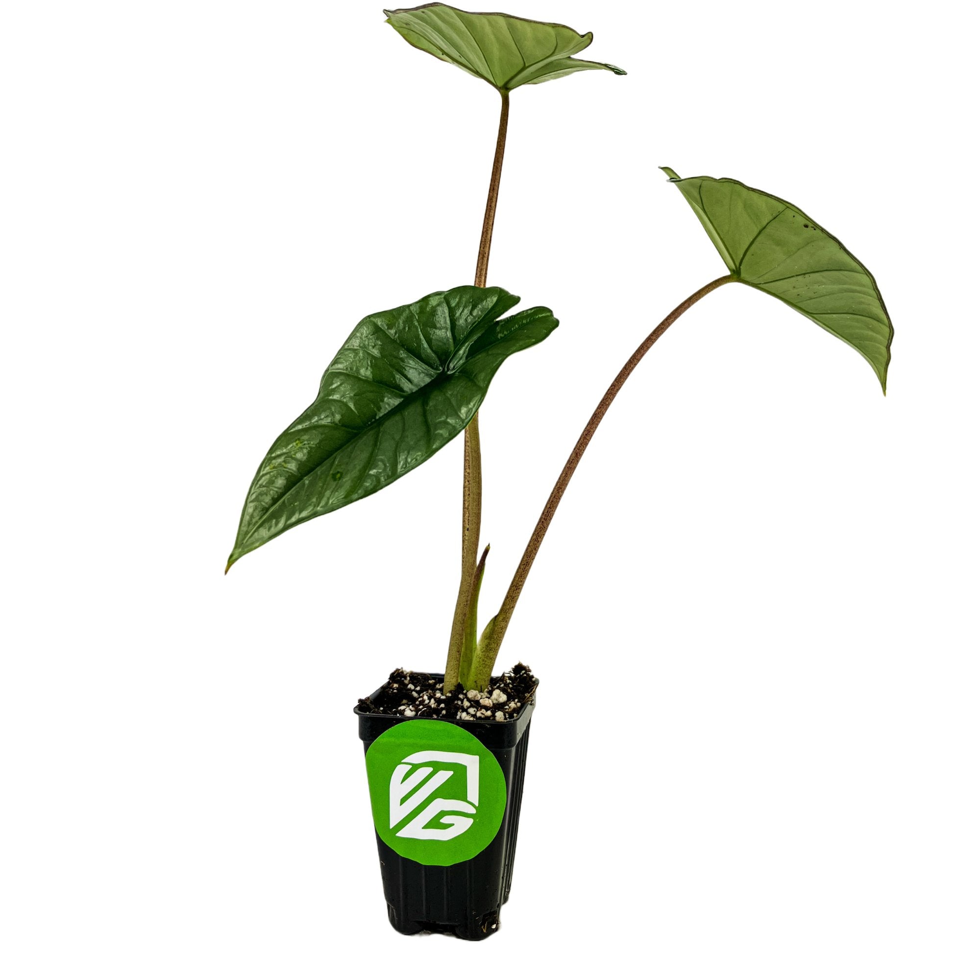The Platinum Elephant Ear - Alocasia by Wellspring Gardens features three large, green, heart-shaped leaves with long stems in a small black pot with the green and white VG logo, creating a striking look against a white background.