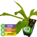 The Alata Carnivorous Pitcher Plant - Nepenthes by Wellspring Gardens arrives 1-4 inches tall in a black plastic pot. It comes with a 30-day guarantee, and its unique pitchers develop gradually, making it ideal for indoor display.