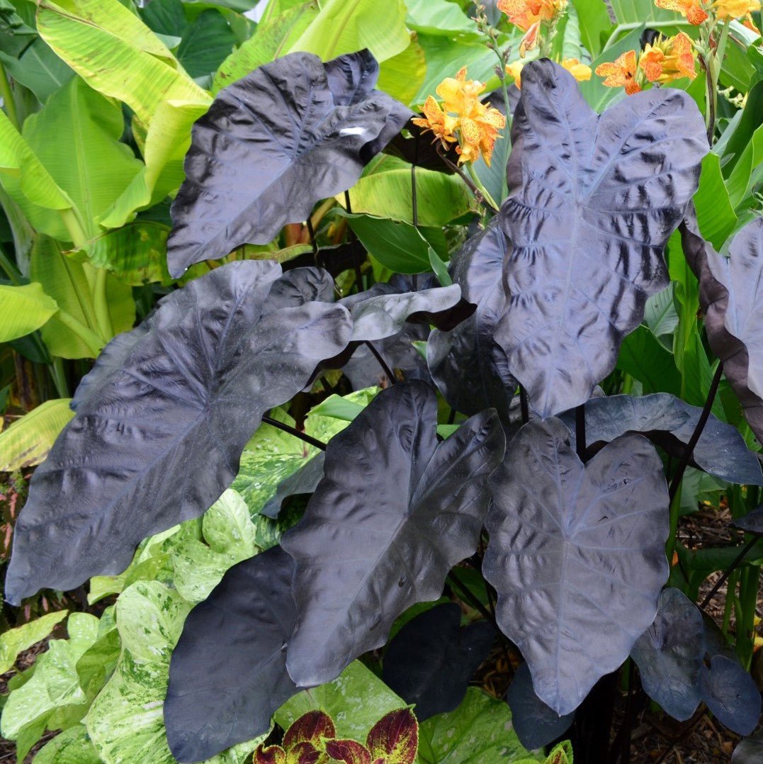 Painted Black Elephant Ear ppaf Gecko™ (Colocasia) from Wellspring Gardens features large, glossy, dark purple-black leaves that create striking contrast in shade gardens among green foliage and flowers. Ideal as a bold dark foliage accent.