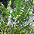 The Malaysian Monster Elephant Ear (Alocasia porteii) from Wellspring Gardens features large, green, deeply lobed leaves with wavy edges—making it a bold, stunning centerpiece among other tropical plants in any garden.