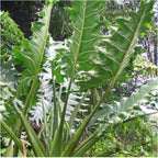 The Malaysian Monster Elephant Ear (Alocasia porteii) from Wellspring Gardens features large, green, deeply lobed leaves with wavy edges—making it a bold, stunning centerpiece among other tropical plants in any garden.