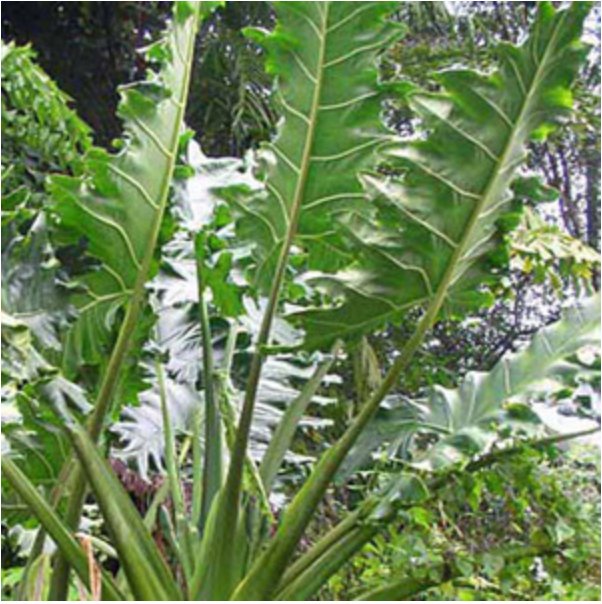 The Malaysian Monster Elephant Ear (Alocasia porteii) from Wellspring Gardens features large, green, deeply lobed leaves with wavy edges—making it a bold, stunning centerpiece among other tropical plants in any garden.