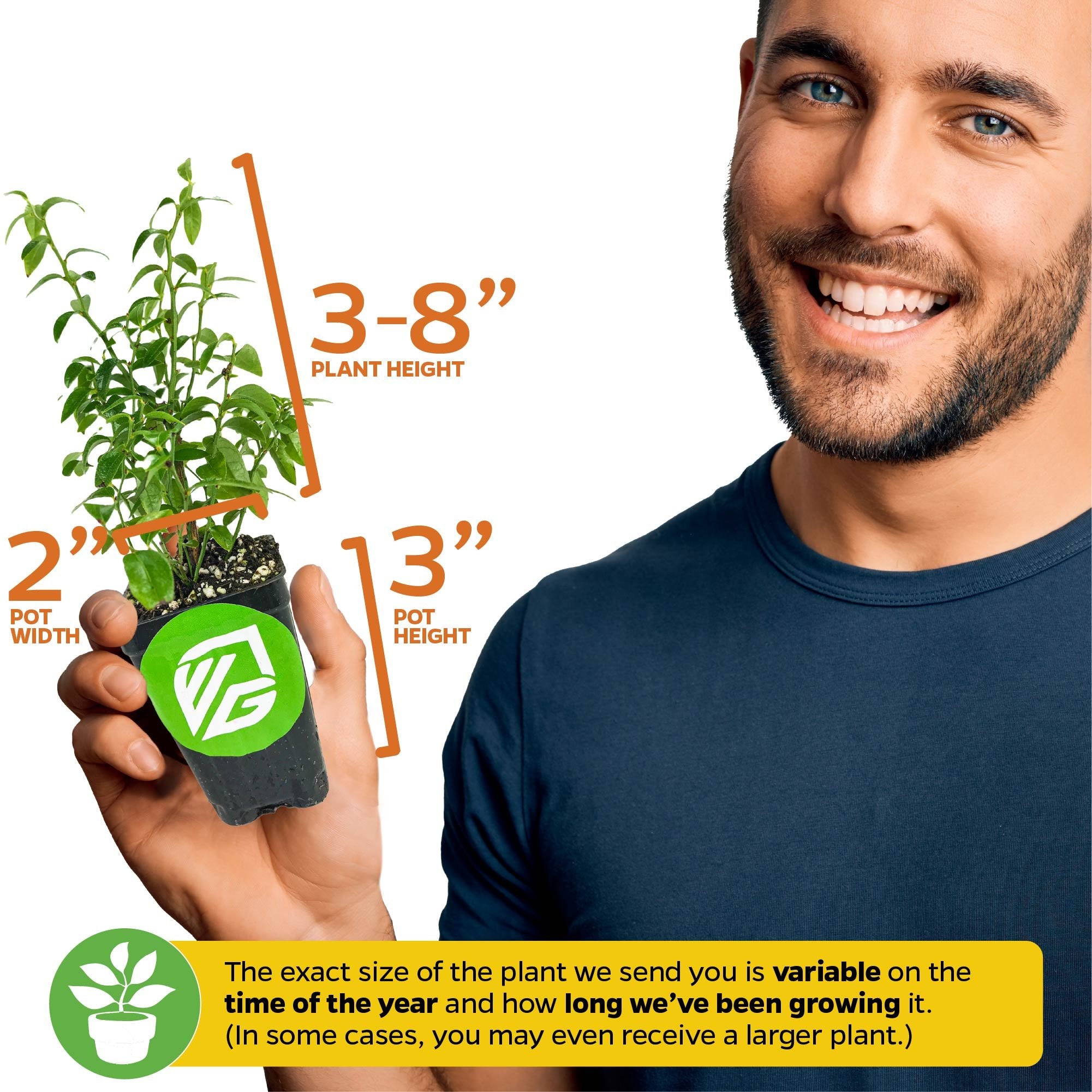 A smiling person holds a Wellspring Gardens Darrow Blueberry (Vaccinium corymbosum), a self-pollinating highbush, 3–8" tall in a 2" pot (3" height). Plant size varies by season and growth duration.