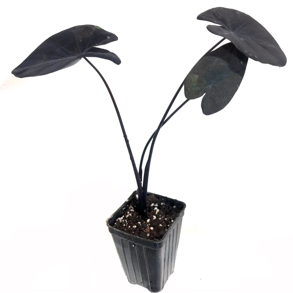 Midnight Elephant Ear Dwarf - Colocasia esculenta