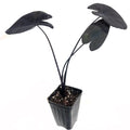 The Wellspring Gardens Midnight Elephant Ear Dwarf (Colocasia esculenta) features three large, heart-shaped purple-black leaves on long stems, growing from a small black plastic pot with soil.