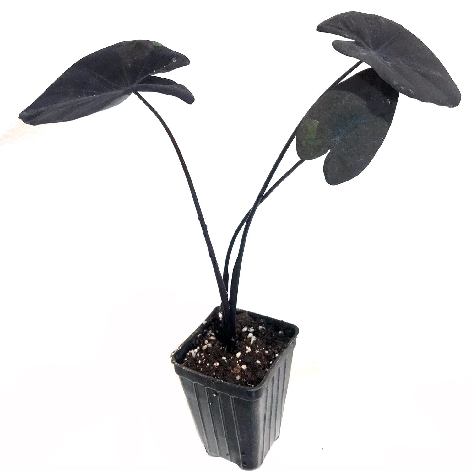 The Wellspring Gardens Midnight Elephant Ear Dwarf (Colocasia esculenta) features three large, heart-shaped purple-black leaves on long stems, growing from a small black plastic pot with soil.