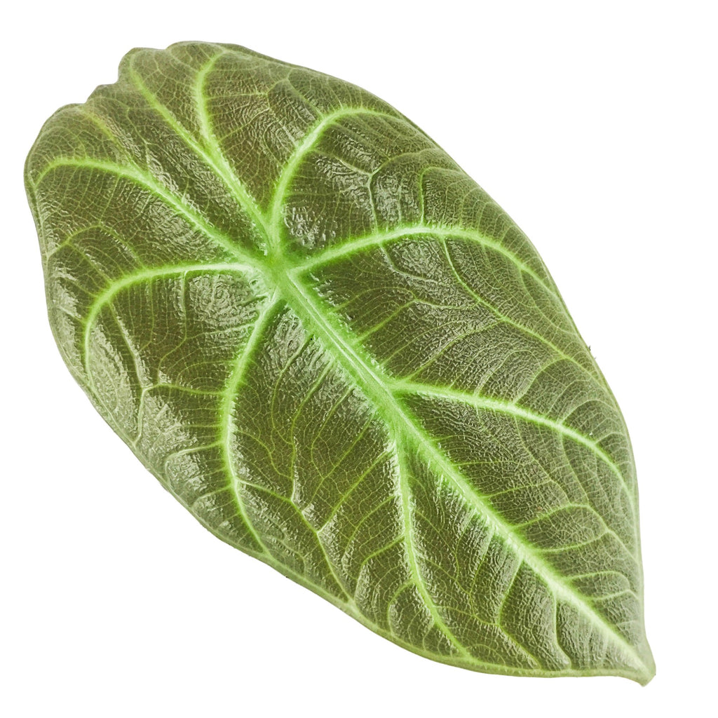 Maharani Elephant Ear - Alocasia