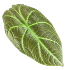 A single Maharani Elephant Ear - Alocasia leaf by Wellspring Gardens, featuring a velvety texture, deep green color, and striking white veins, isolated on a white background.