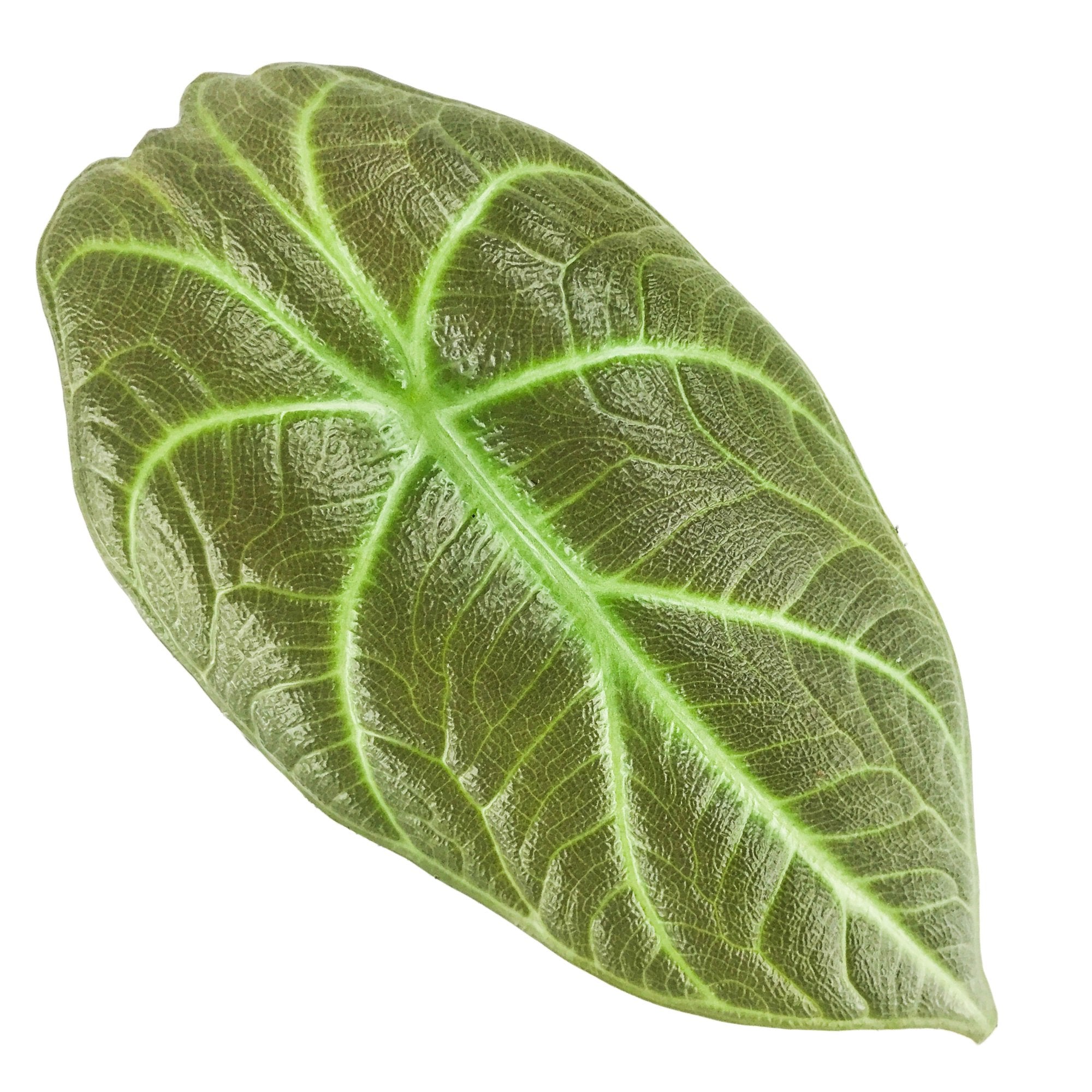 A single Maharani Elephant Ear - Alocasia leaf by Wellspring Gardens, featuring a velvety texture, deep green color, and striking white veins, isolated on a white background.