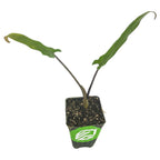 A small Lauterbachiana Purple Sword Leaf Elephant Ear (Alocasia) from Wellspring Gardens featuring two long, narrow green leaves on thin stems in a black plastic container with a green and white label.