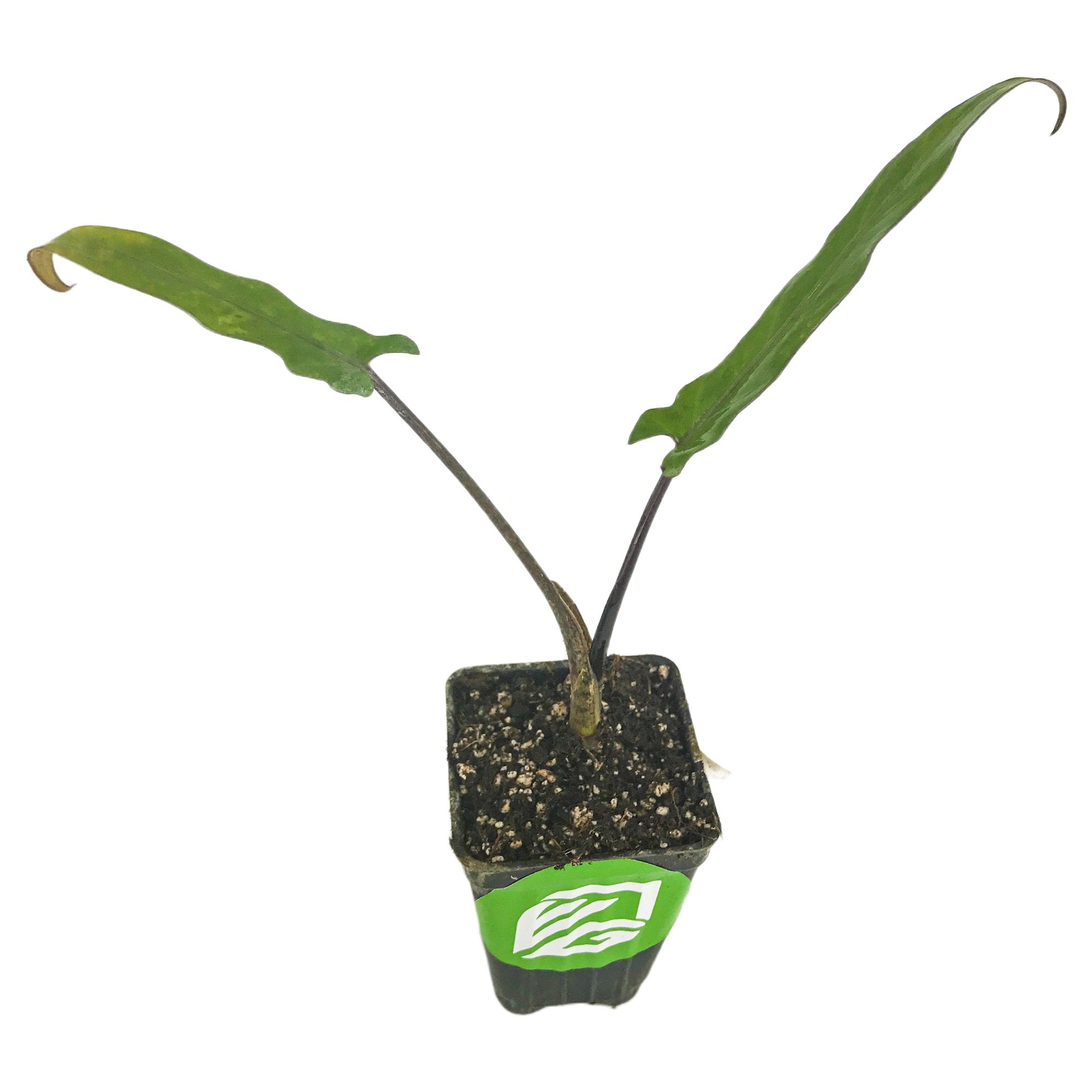 A small Lauterbachiana Purple Sword Leaf Elephant Ear (Alocasia) from Wellspring Gardens featuring two long, narrow green leaves on thin stems in a black plastic container with a green and white label.