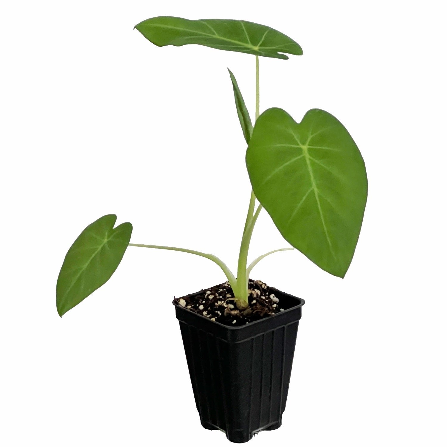 The Imperial Gigante Elephant Ear - Colocasia by Wellspring Gardens features large, heart-shaped green leaves on one stem and comes potted in a small black plastic container with soil.