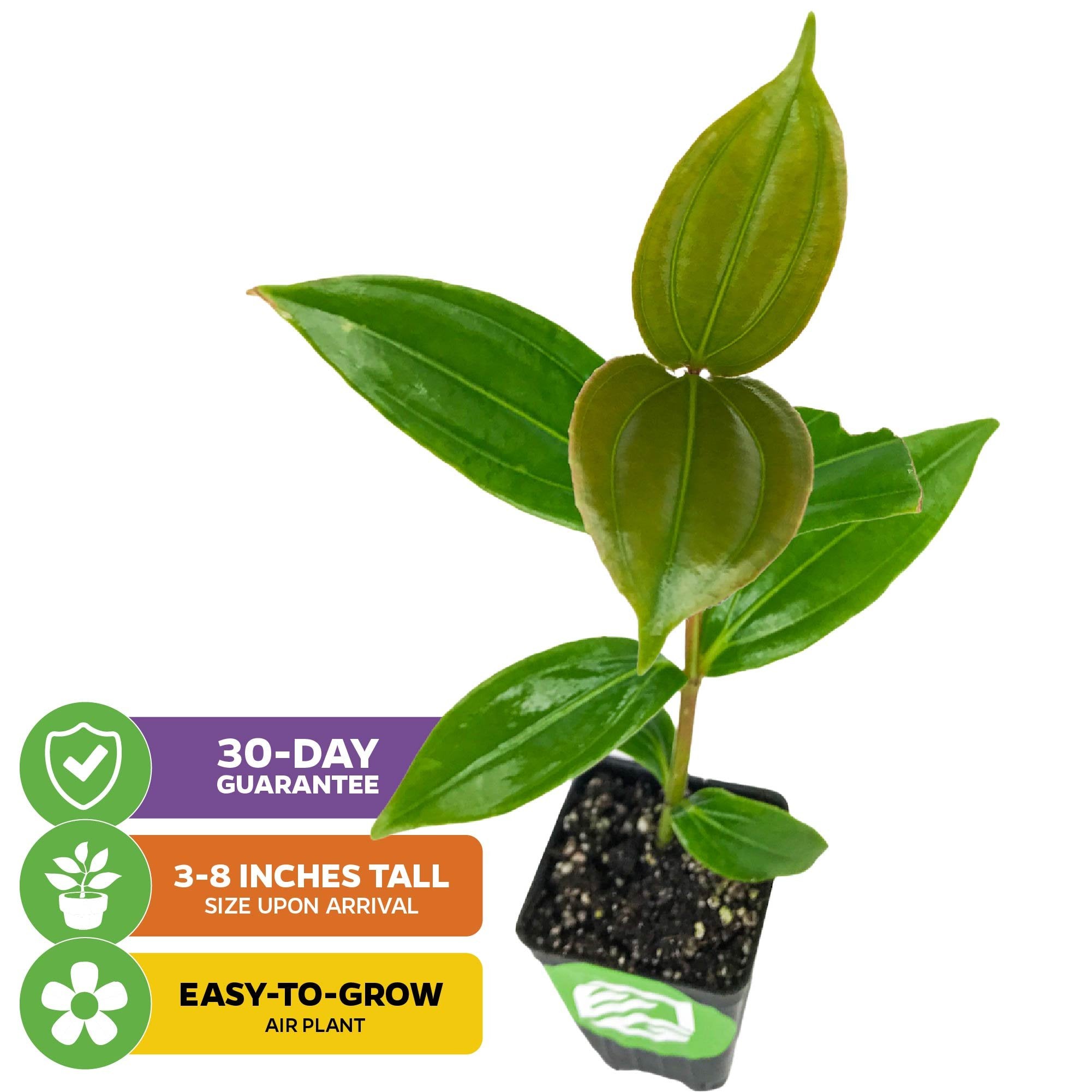 The Malaysian Orchid (Malaysian Grapes) – Medinilla myriantha by Wellspring Gardens is shown as a small potted plant with green leaves. Icons note 30-day guarantee, 3–8" arrival height, and easy-to-grow care.
