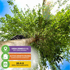 Looking up from the base of a leafy Wellspring Gardens Dwarf Everbearing Black Mulberry Tree (Morus nigra), infographic boxes highlight edible leaves, container growing, USDA zones 5–11, winter dormancy, and ideal 20-6-9 fertilizer.