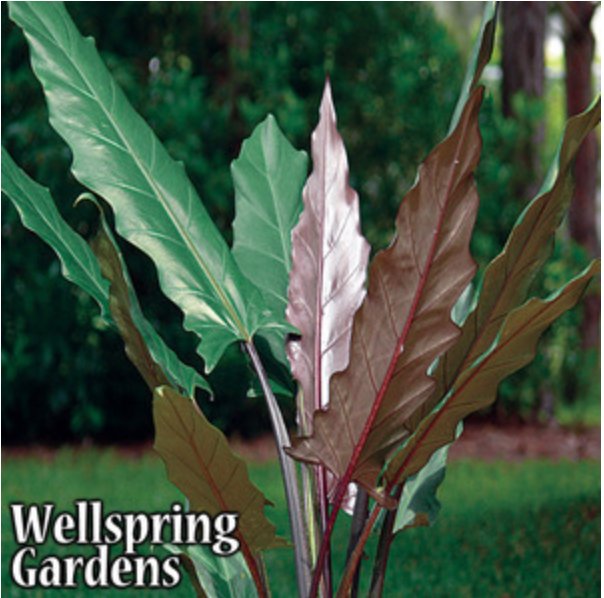 A group of Lauterbachiana Purple Sword Leaf Elephant Ear - Alocasia by Wellspring Gardens stands outdoors, their long wavy green and purple leaves set against a lush green background. Text in the lower left reads Wellspring Gardens.