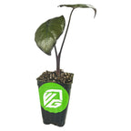 The Serendipity Elephant Ear - Alocasia by Wellspring Gardens features two dark green, heart-shaped leaves and a purple stem, potted in soil inside a black plastic container with a green and white logo sticker on the front.