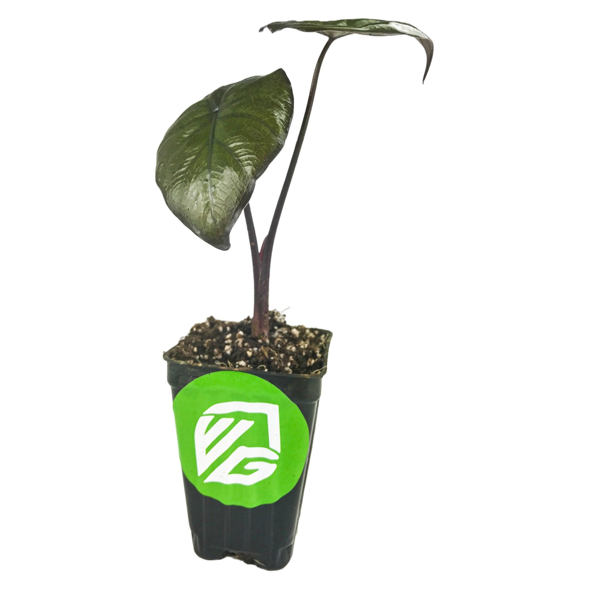 The Serendipity Elephant Ear - Alocasia by Wellspring Gardens features two dark green, heart-shaped leaves and a purple stem, potted in soil inside a black plastic container with a green and white logo sticker on the front.